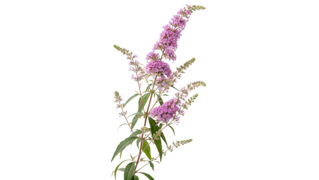 buddleja lindleyana commonly known as lindley isolated on transparent background	