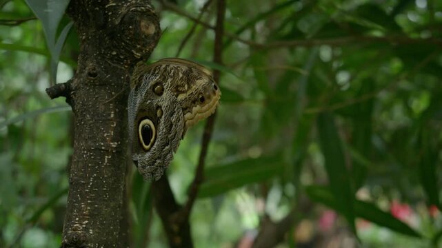 Owl Butterfly at rest on a tree, camouflage and large eyespots are characteristics of the species, butterfly exhibit tourist experience, native to rainforests of central and south America