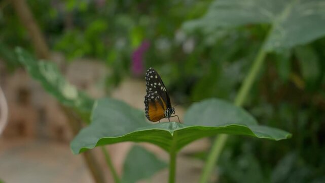 Tiger Longwing butterfly in an exhibit for tourists, known for mimicking each other's patterns to deter predators