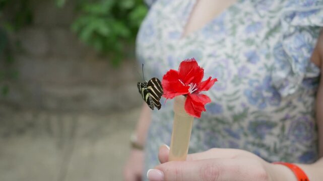 Zebra Longwing Butterfly gently flapping its wings perched on a feeding tube for tourists to feed exotic butterflies in a museum exhibit