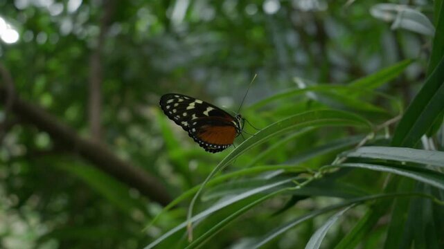 tiger longwing butterfly at rest in a tourist exibt, another butterfly flying past in background, species with strong memory
