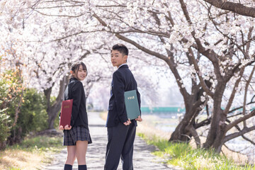 Fototapeta premium 桜の下で卒業証書を持って振り返る制服を着た男女の学生 