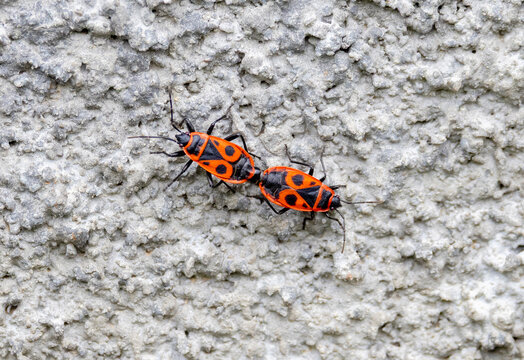 Close-up with two European firebugs (Pyrrhocoris apterus) in a mating position known as a tandem formation