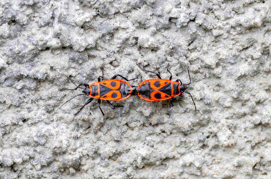 Close-up of a pair of firebugs (Pyrrhocoris apterus) during mating season