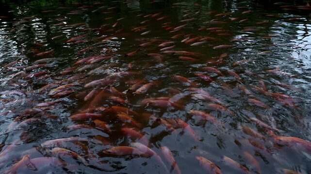 Group of freshwater fish swimming in pond