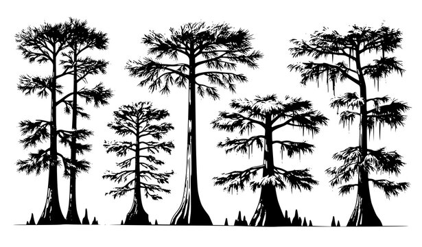 Bald cypress tree vector wetland vegetation illustration Taxodium distichum