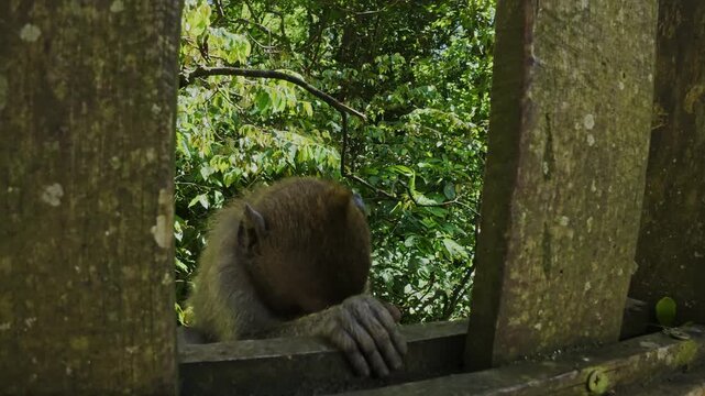 Cute Baby Monkey Looking Into Camera Close Up Curious Wildlife Bali Scene