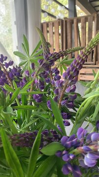 Purple lupine flowers moving gently in summer light