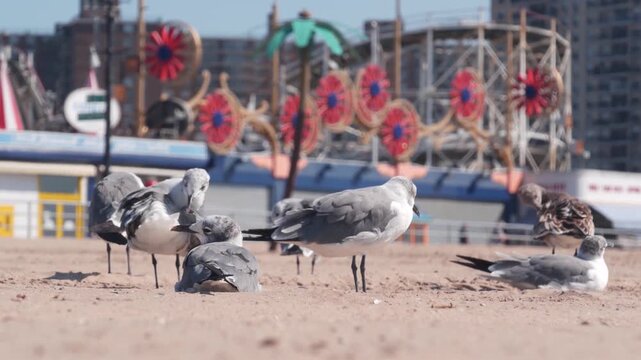 Seagulls on Coney Island beach in Brooklyn, New York, United States. Boardwalk near retro luna park. Sea gulls and amusement park on ocean coast. Waterfront summer holiday promenade in USA.