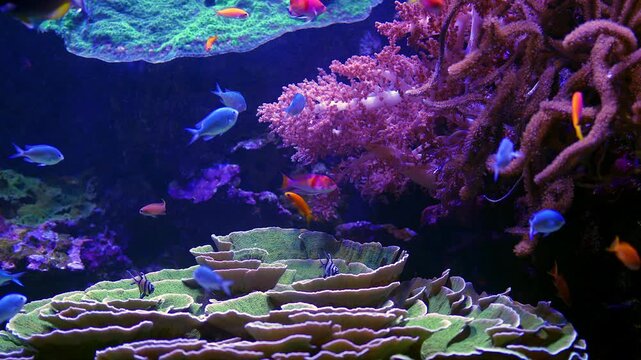 Colorful tropical reef fish swimming among corals in a vibrant underwater scene