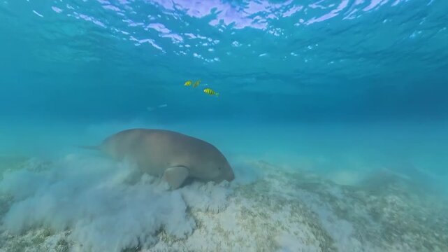 Rare dugong (sea cow) swimming underwater in the Red Sea, Egypt, showcasing a peaceful marine mammal in its natural habitat.
