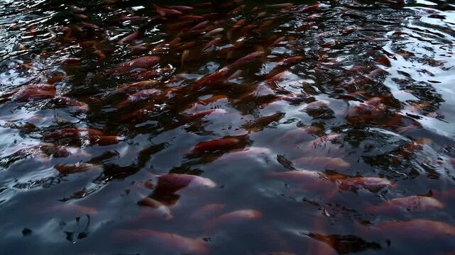 Freshwater fish swim in same direction view from surface