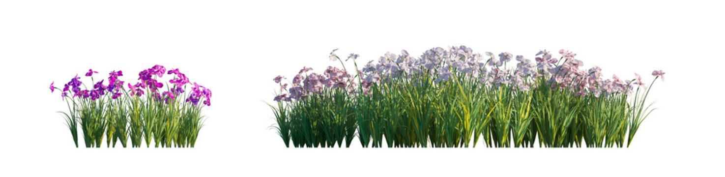 iris ensata clump (japanese iris, sword-leaved iris) isolated PNG on a transparent background premium nature cutout