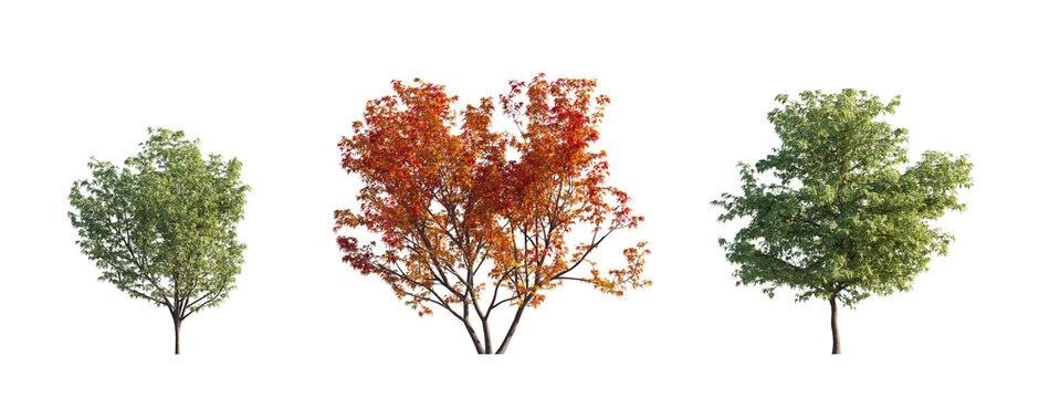 butterfly japanese maple (acer palmatum 'butterfly', variegated japanese maple) isolated PNG on a transparent background premium nature cutout