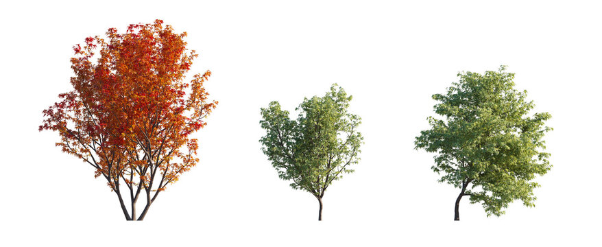 butterfly japanese maple (acer palmatum 'butterfly', variegated japanese maple) isolated PNG on a transparent background premium nature cutout