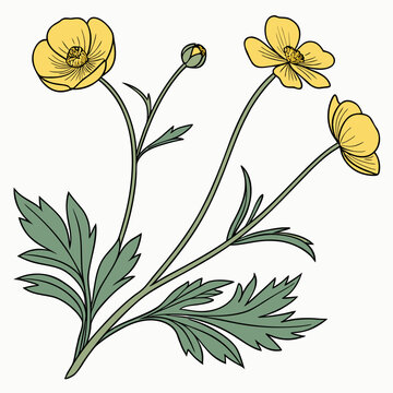Yellow buttercup flower with buds botanical illustration, botanical art