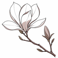 Delicate magnolia flower blossom and bud on branch with outline, white backgroun © Sharmin
