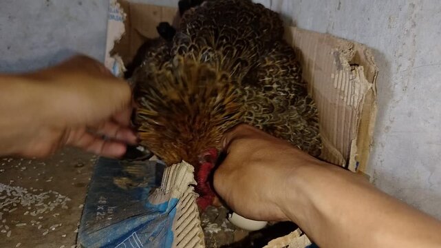Wide Close up shot of a protective mother hen brooding her eggs in a rustic cardboard nest, while a person gently reveals a newly hatched chick. Real-life traditional poultry farming and bird hatching