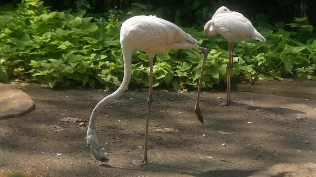 A flamingo raises one leg