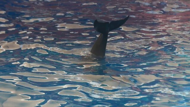 A dolphin, its tail out of the water and wagging
