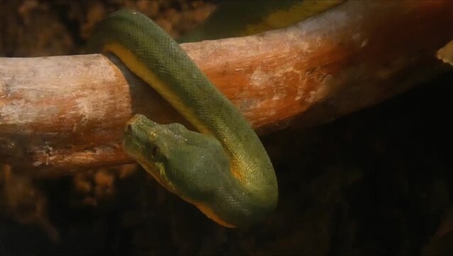 Green Tree Python (Morelia viridis) on tree branch