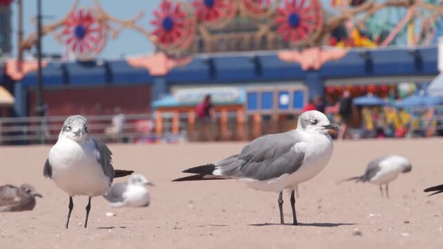 Seagulls on Coney Island beach in Brooklyn, New York, United States. Boardwalk near retro luna park. Sea gulls and amusement park on ocean coast. Waterfront summer holiday promenade in USA.