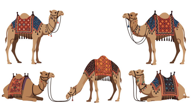 Different poses of camels decorated with traditional colorful oriental saddles and harnesses isolated on a plain white background.