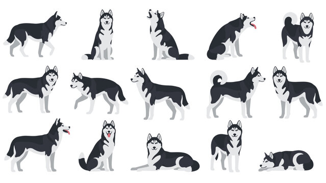 Comprehensive set of Siberian Husky dog illustrations in various poses like walking, sitting, howling, and lying down.