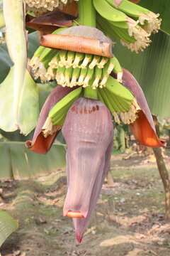 plantain flower closeup on banana tree