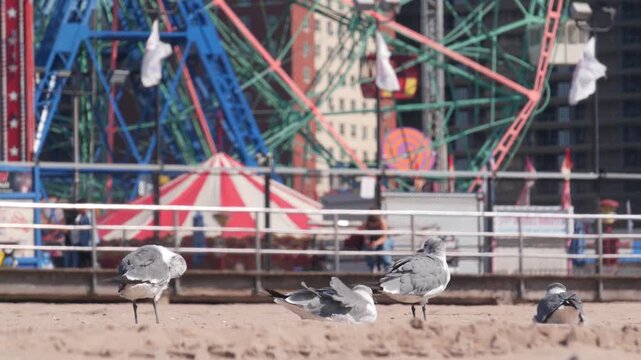 Seagull on Coney Island beach in Brooklyn, New York, United States. Boardwalk near retro luna park. Sea gull and amusement park on ocean coast. Waterfront summer holiday promenade in USA. Ferris wheel