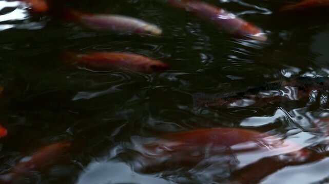 Medium close up view of group freshwater fish and light reflection at surface