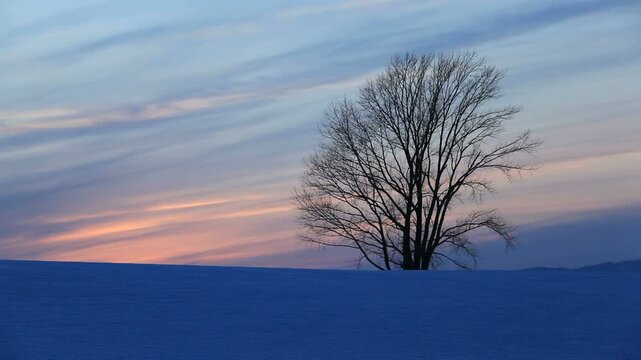 雪原と哲学の木　夕景