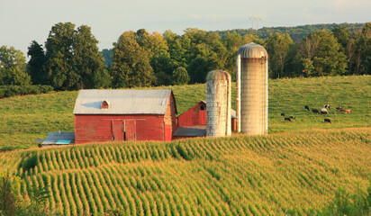 Farm field on a summer afternoon near Amsterdam, New York © Daniel