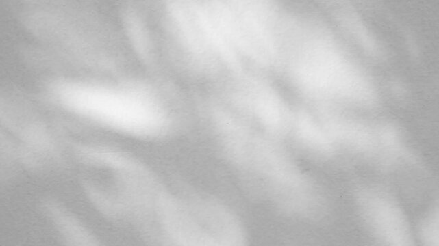 Abstract natural tree branch leaves shadow on white wall background stop motion