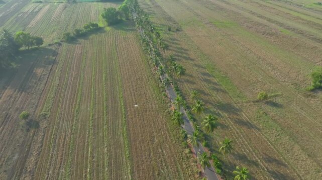 Aerial drone view of Parra Road in summer