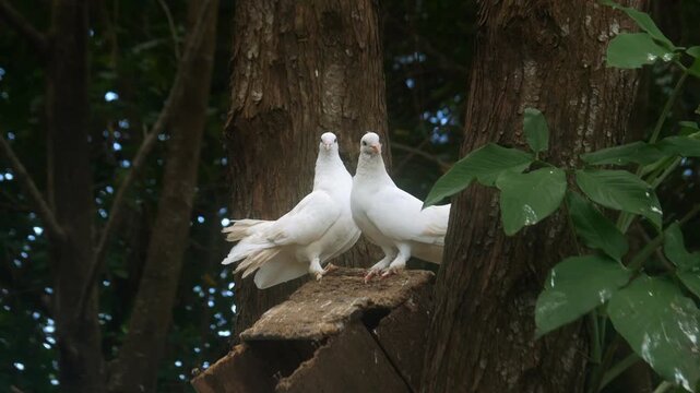 Two white doves on a tree. Close up