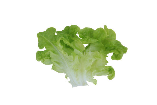 A fresh, crisp head of green oak lettuce is presented against a pure white background, showcasing its vibrant color and ruffled leaves, perfect for a healthy salad.