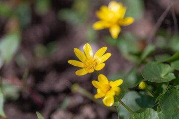 Obraz premium Spring yellow flowers small blooms used as inspiration for floral arrangement, stylist perspective showing texture, color contrast and table styling cues for florists and creatives