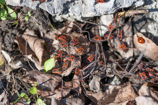 Bug cluster closeup. Detailed view of bugs in nature. Macro shot of colorful bugs among plant debris. Close examination of vibrant insects gathering on plant litter in spring