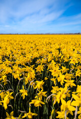 Fototapeta premium Narcissus field under blue sky