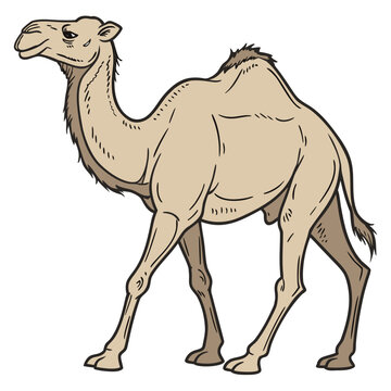 Cartoon style illustration of a dromedary camel standing with one hump, standing