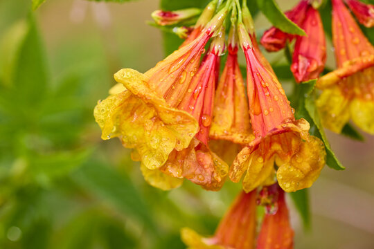 Close-up of Orange and Yellow  Elder Flower with Water Droplets