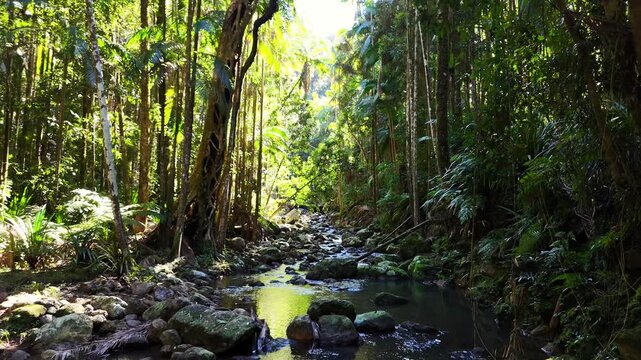 Rainforest creek near Minyon Falls, Byron Hinterland