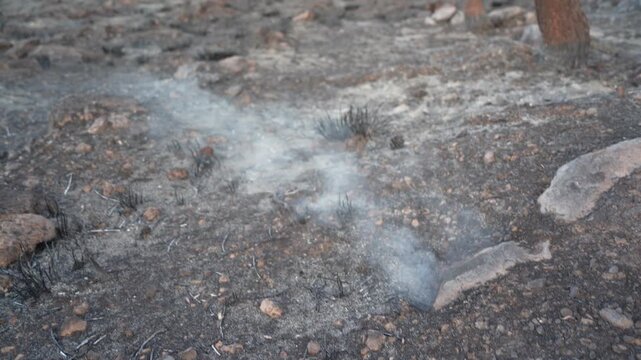 hotspot in a forest fire