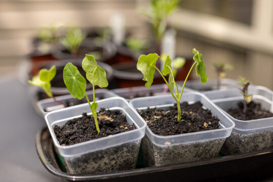 Nasturtium seedlings growing in small pots to be transplanted outdoors