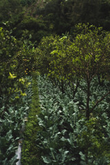 Fototapeta premium Lush organic vegetable garden with citrus trees, Bali hillside