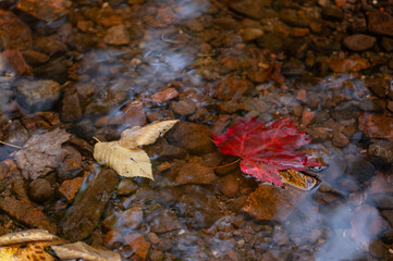 Obraz premium Red maple leaf floating in clear autumn stream
