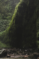 Fototapeta premium Dark mossy canyon walls covered in tropical vines in Bali jungle