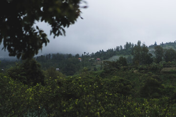 Fototapeta premium Dark moody tropical village on misty hillside, jungle foliage