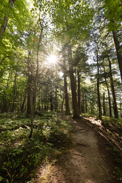 Porupine Mountains forest path with sunbeams through green foliage